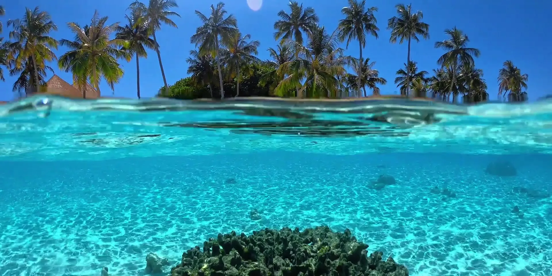 Clear tropical water beneath a palm-lined coast